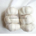 China New Colheita Fresh Garlic Small Bag Embalagem Atacado